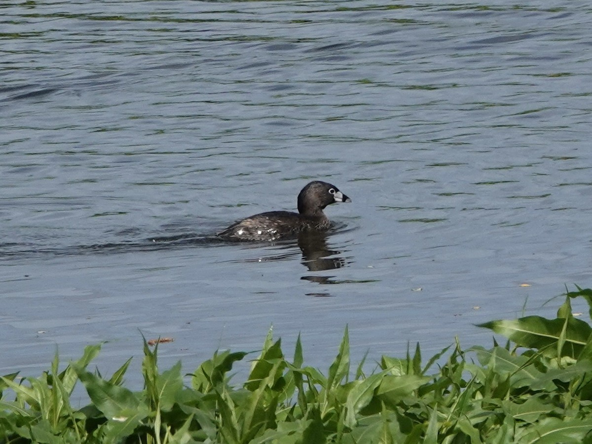 Pied-billed Grebe - Norman Uyeda