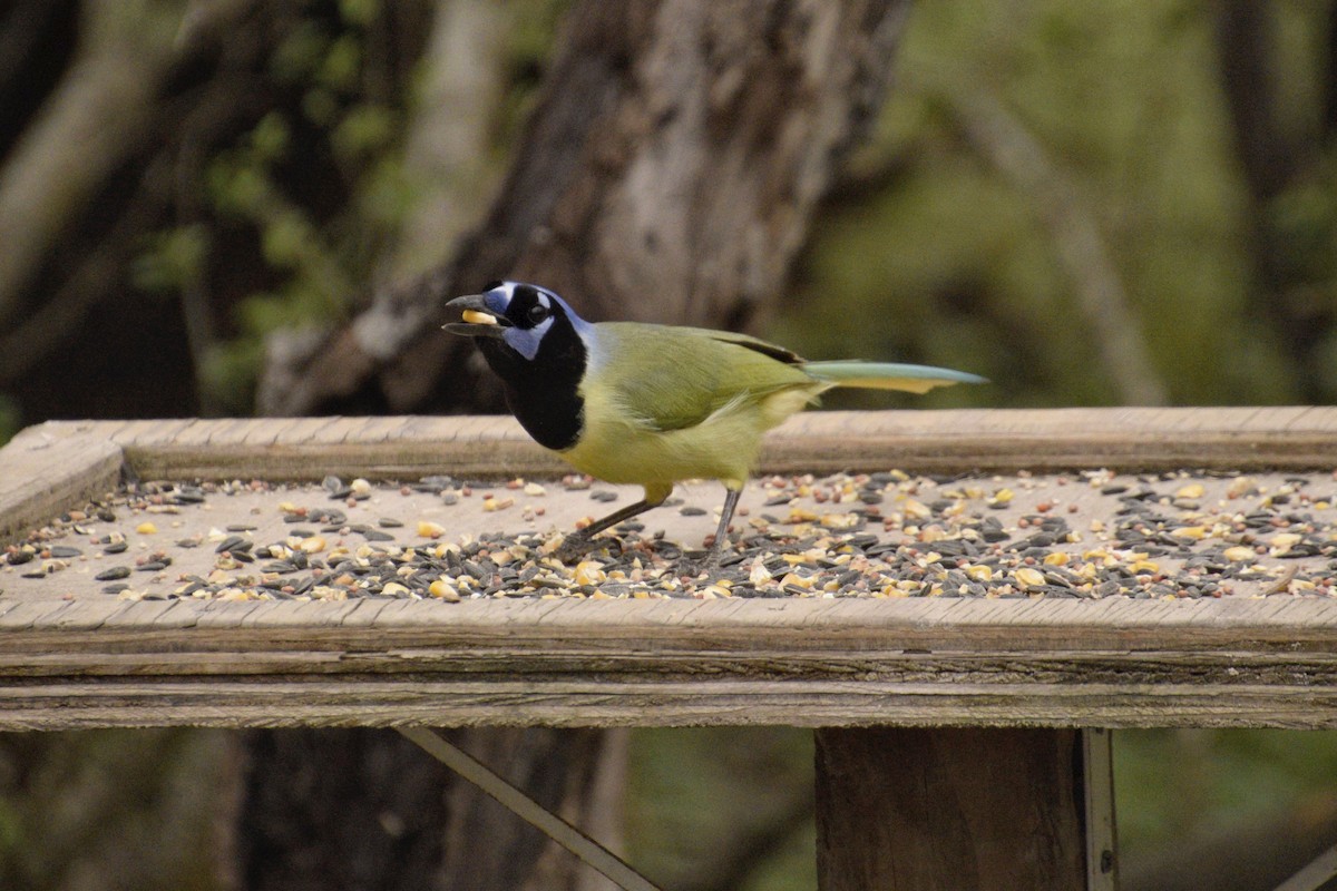 Green Jay - Ailes and Dodson