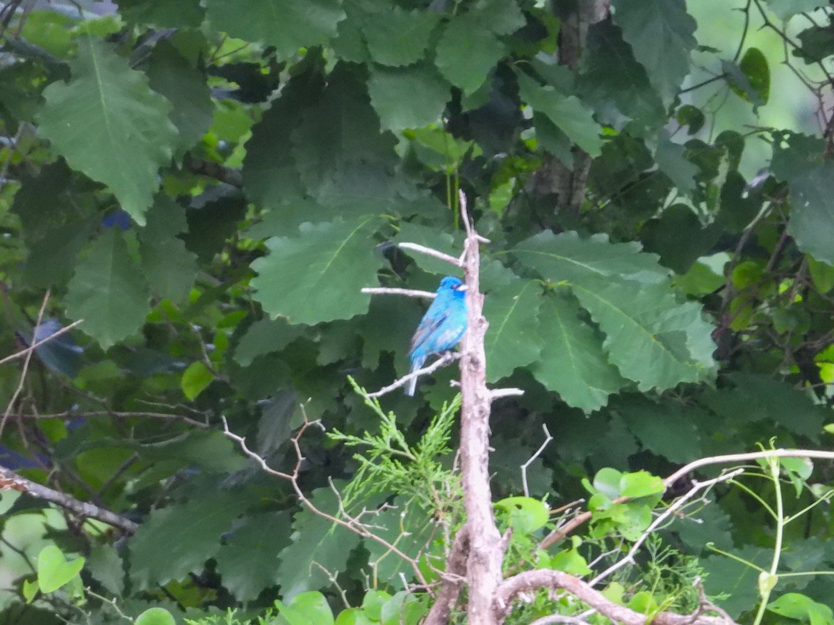 Indigo Bunting - Anonymous