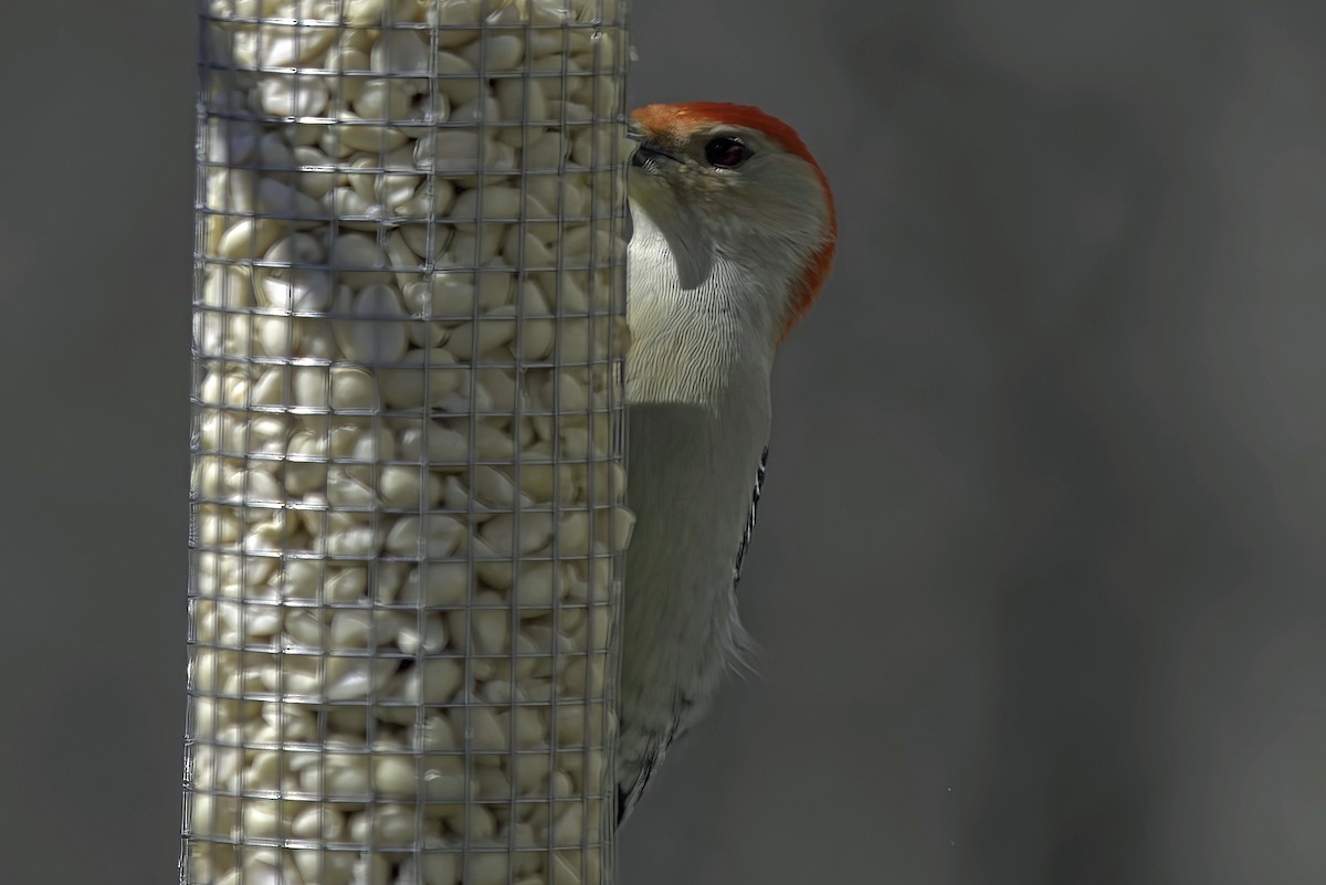 Red-bellied Woodpecker - Jim Tonkinson