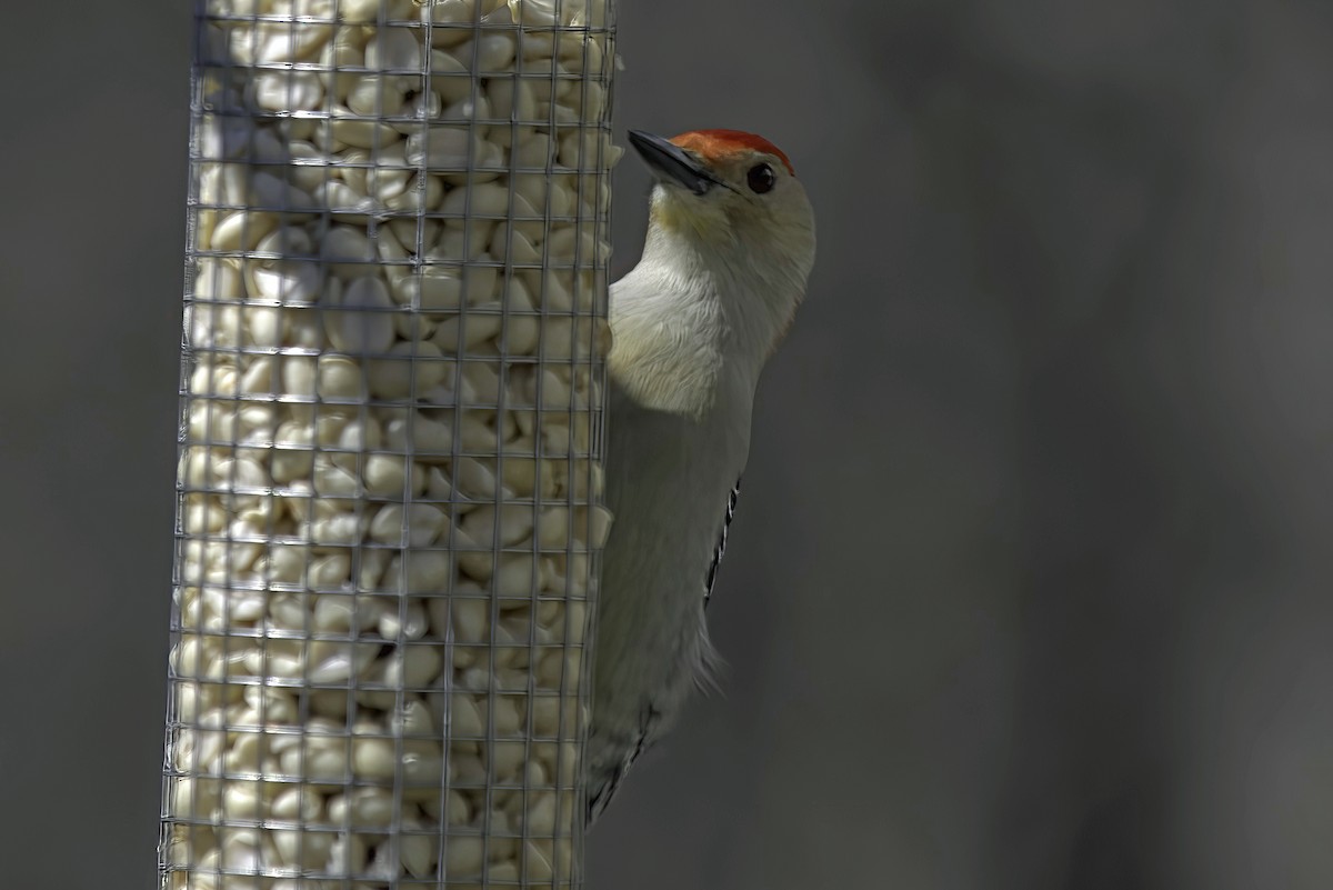 Red-bellied Woodpecker - Jim Tonkinson