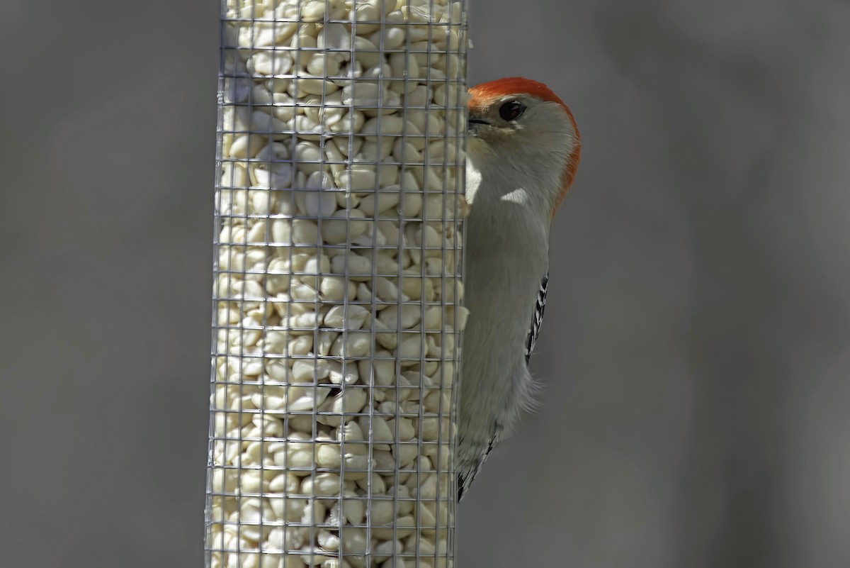 Red-bellied Woodpecker - Jim Tonkinson