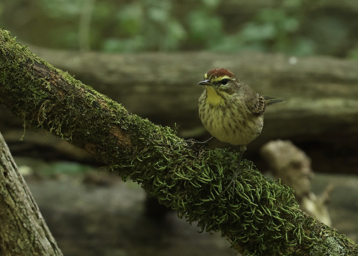 Palm Warbler - Grace Simms  🐦‍⬛