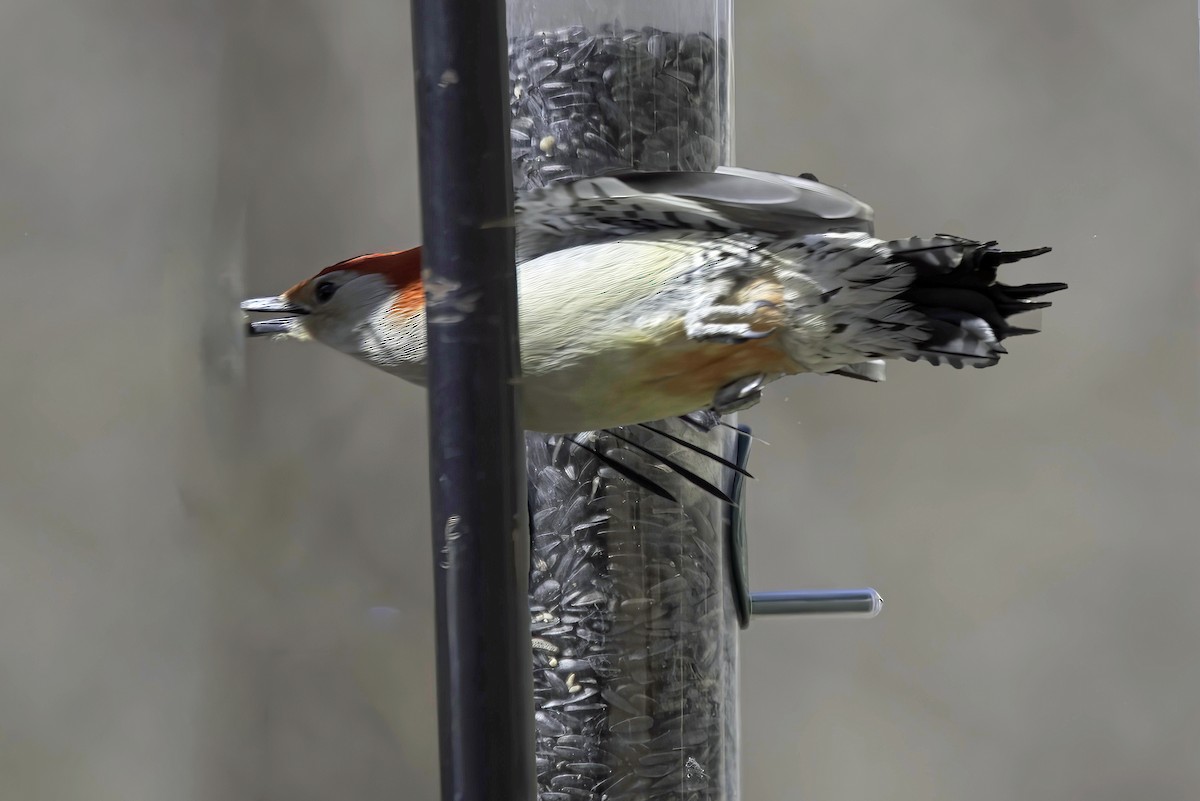 Red-bellied Woodpecker - Jim Tonkinson