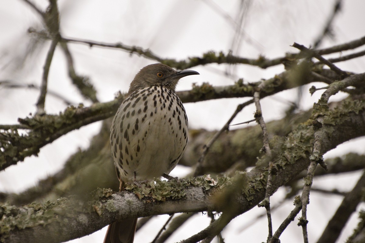 Long-billed Thrasher - Ailes and Dodson