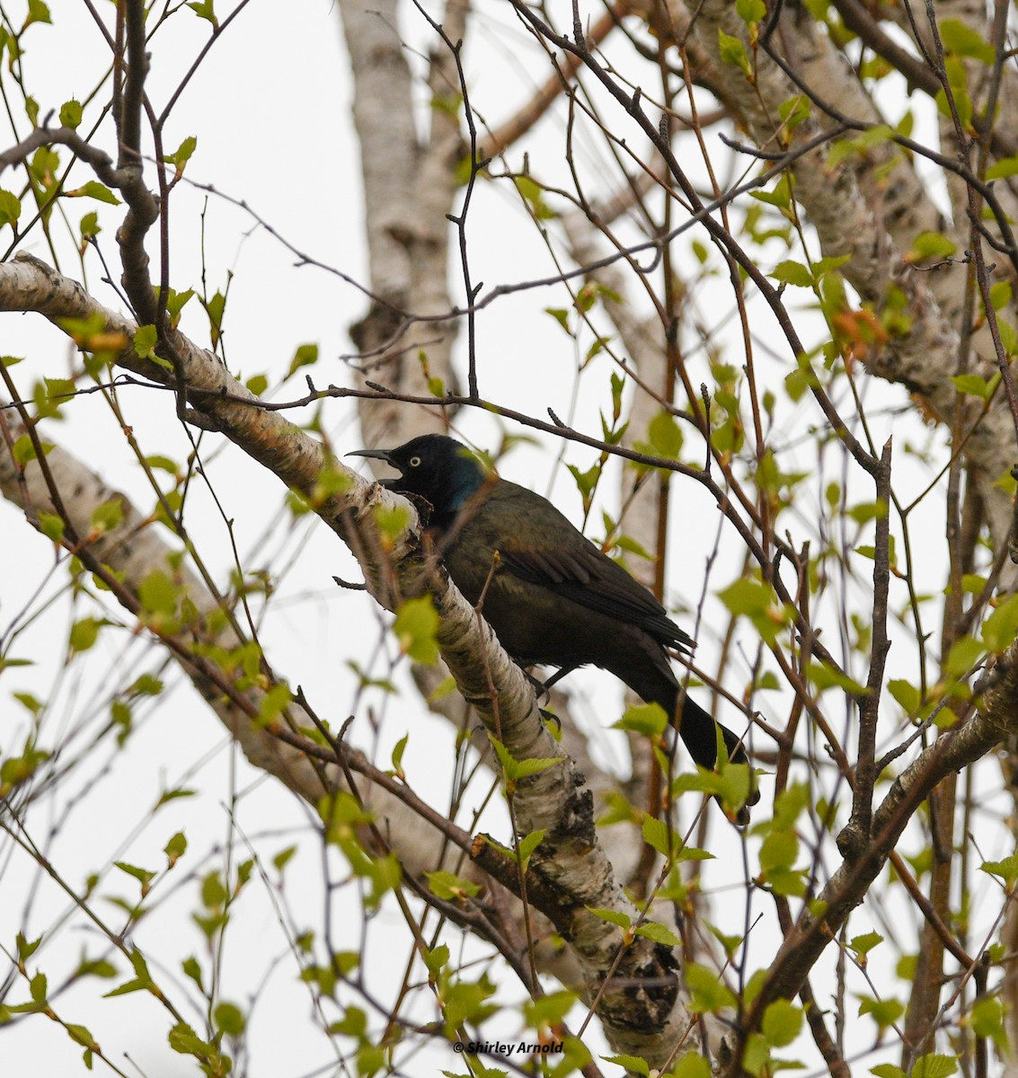 Common Grackle - Shirl Arnold