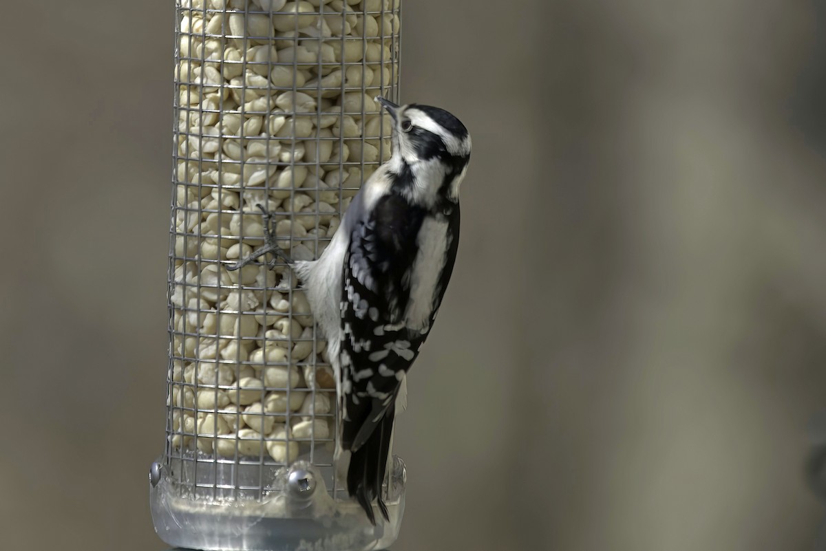 Downy Woodpecker - ML619550738