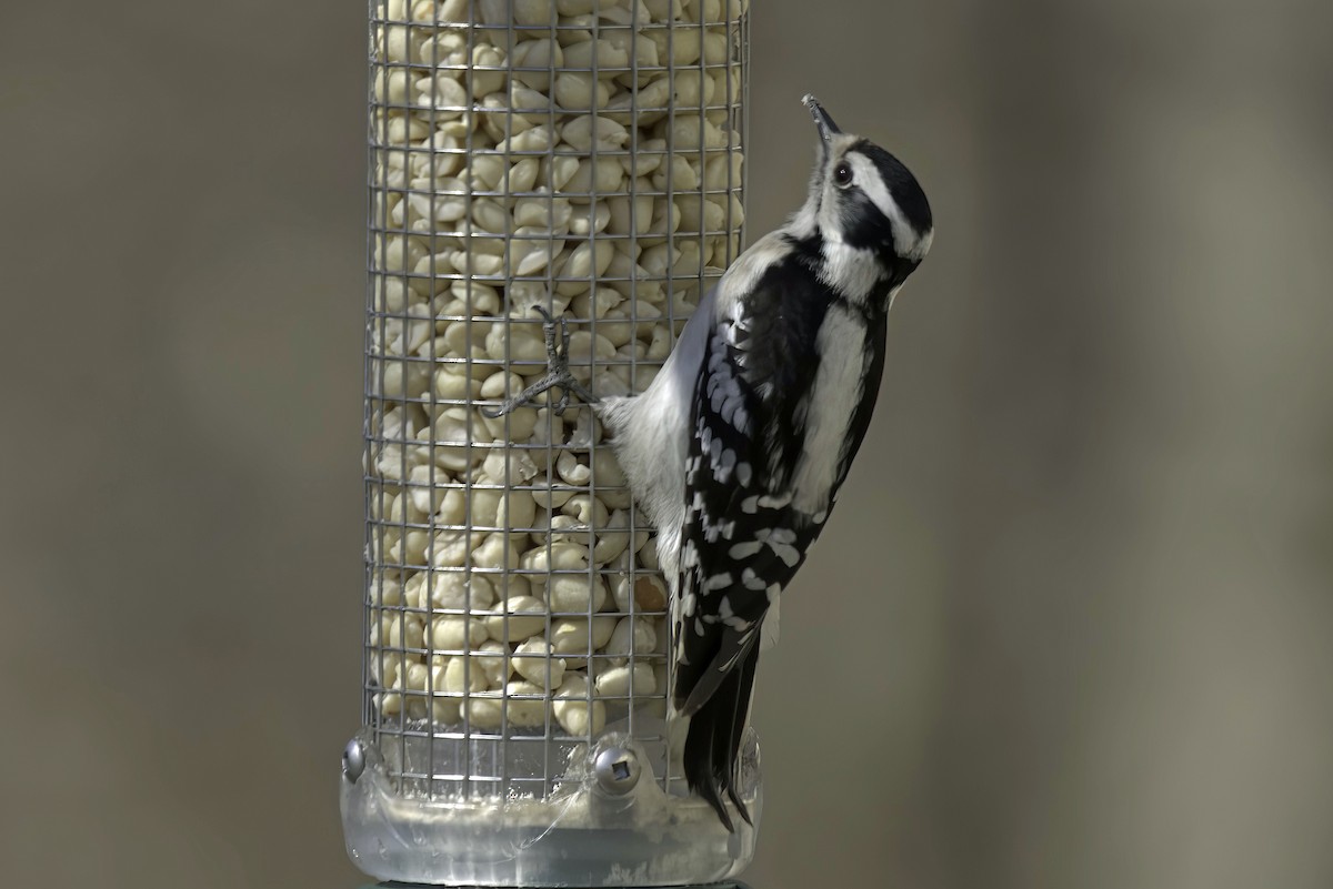 Downy Woodpecker - Jim Tonkinson