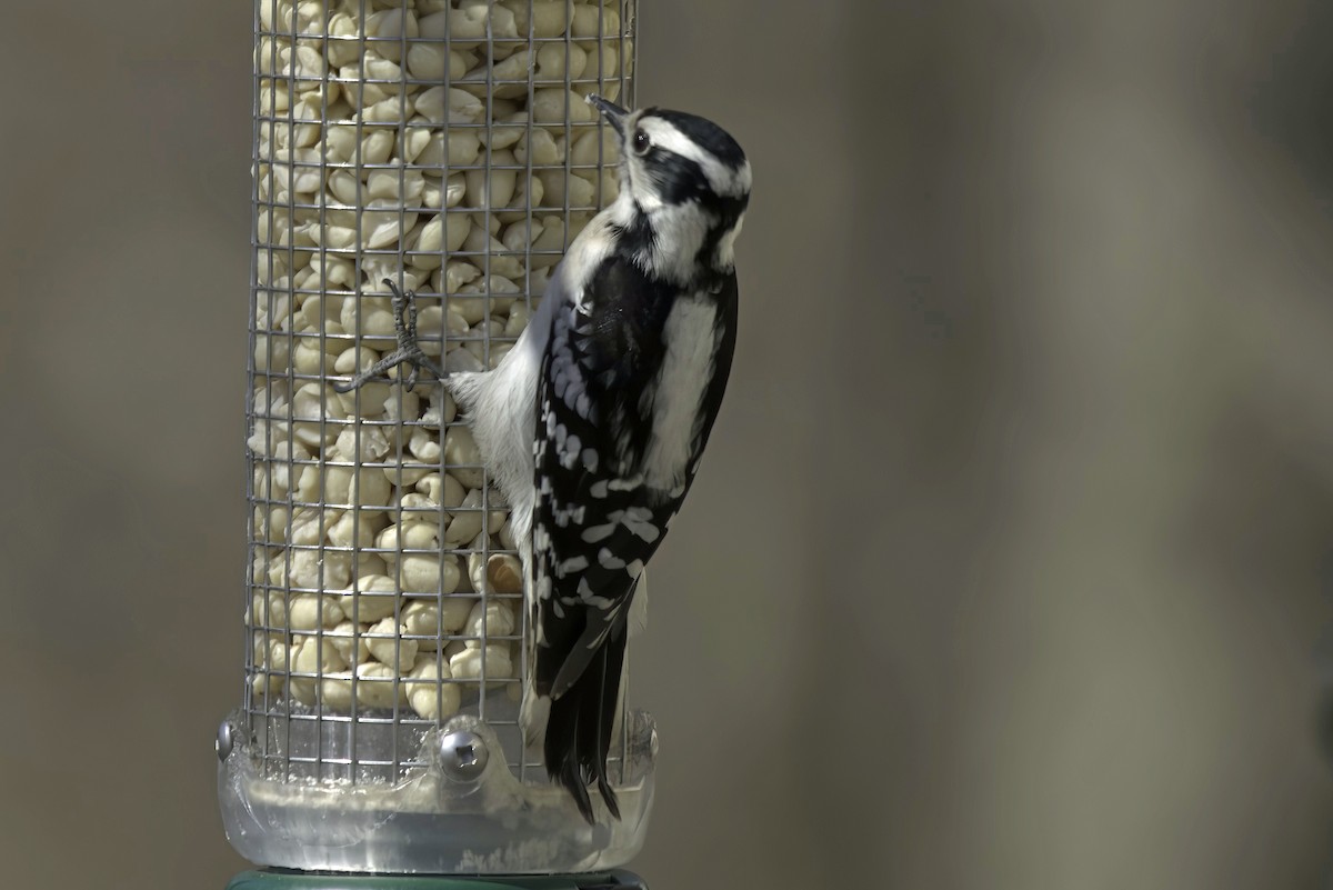 Downy Woodpecker - Jim Tonkinson