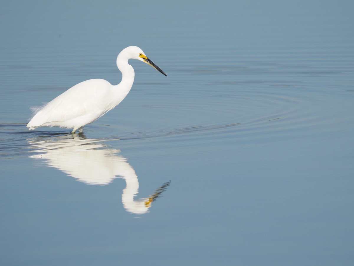 Little Egret - Rob Burnell