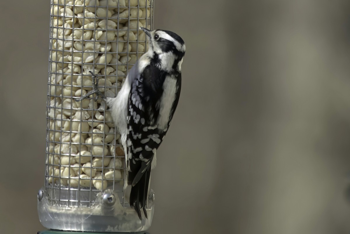 Downy Woodpecker - Jim Tonkinson