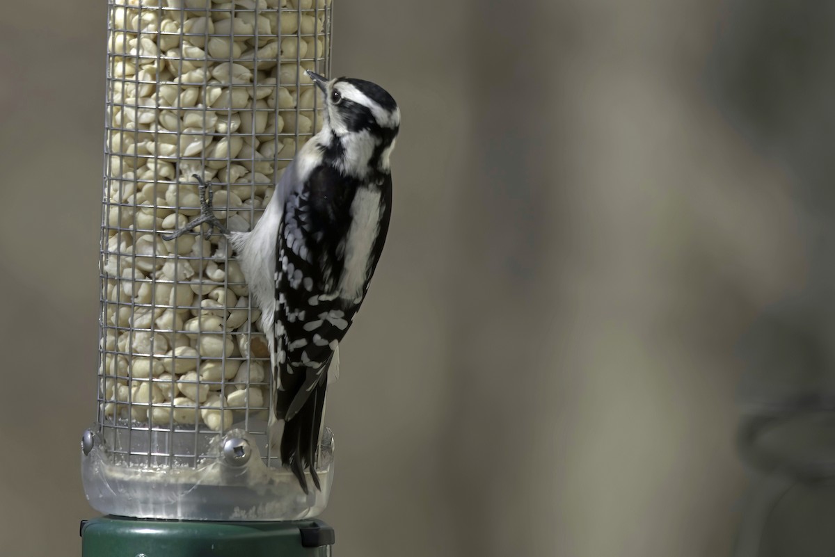 Downy Woodpecker - Jim Tonkinson