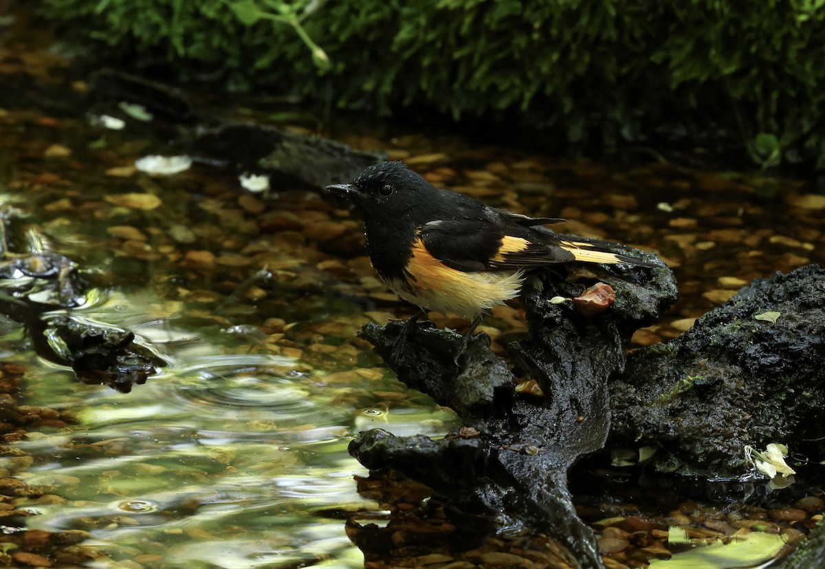 American Redstart - Grace Simms  🐦‍⬛