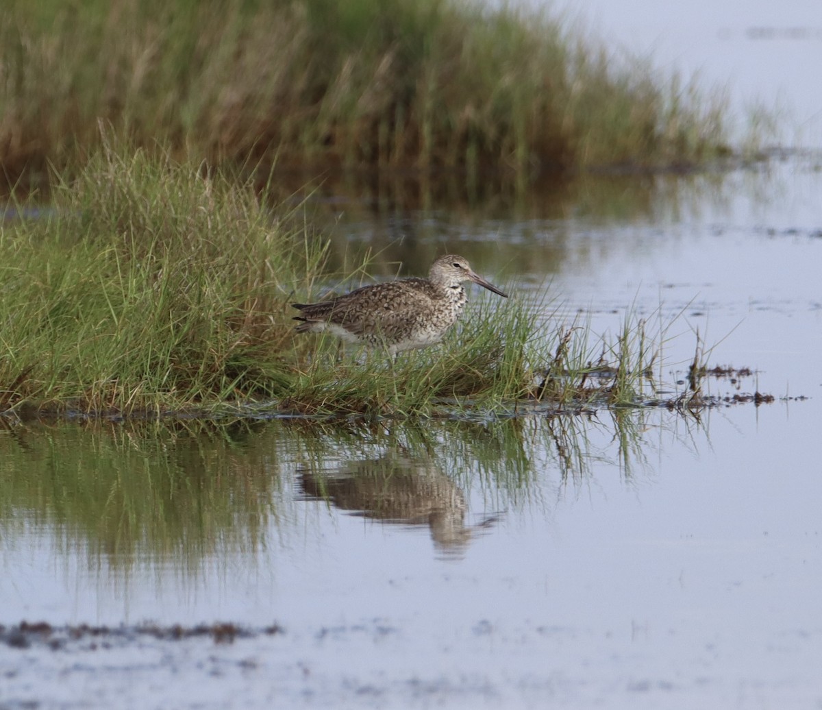 Willet (Eastern) - Russell Hillsley