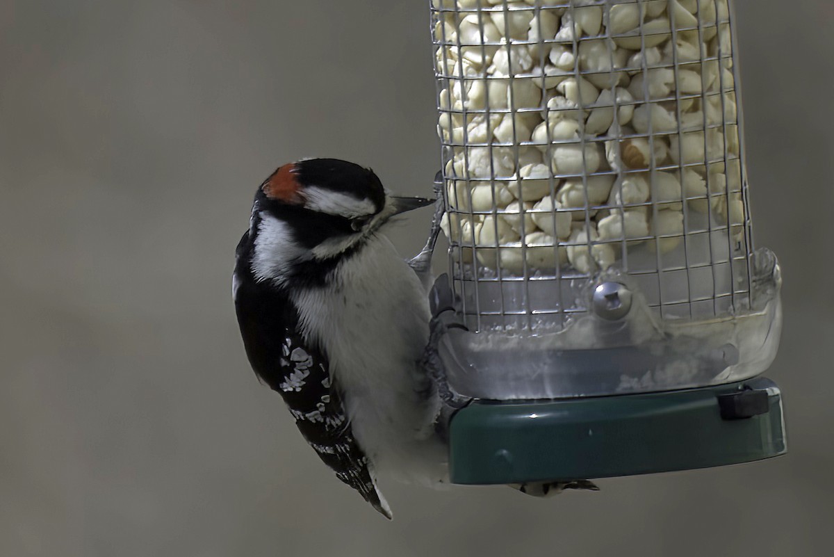 Hairy Woodpecker - Jim Tonkinson