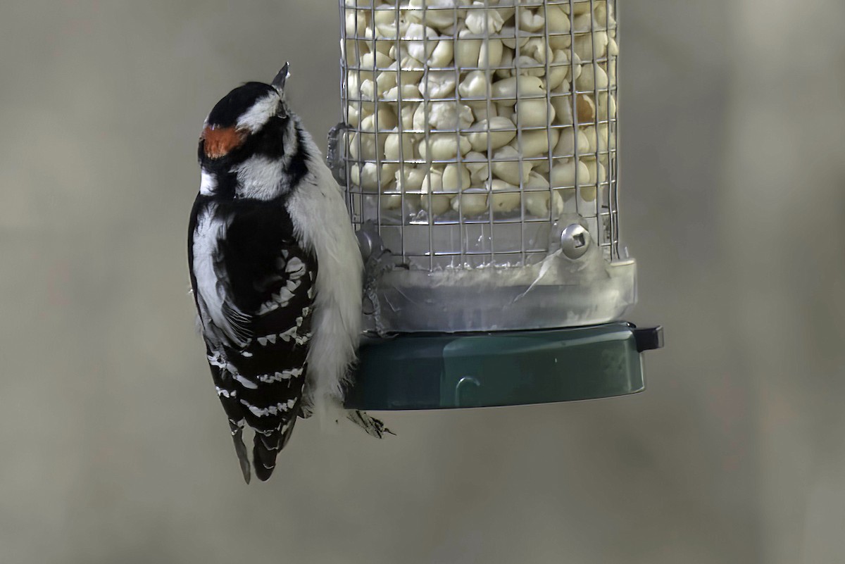 Hairy Woodpecker - Jim Tonkinson