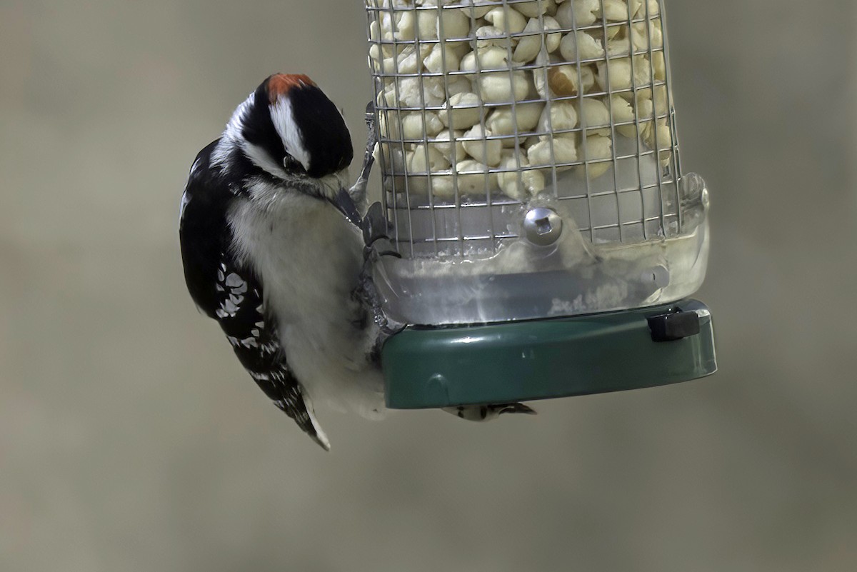 Hairy Woodpecker - Jim Tonkinson