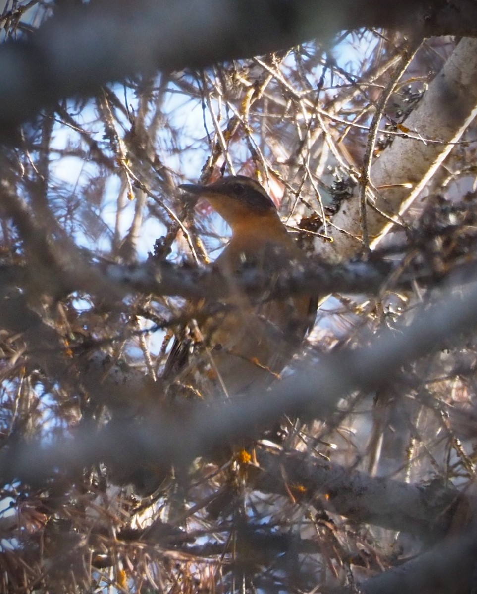 Varied Thrush - Dick Cartwright