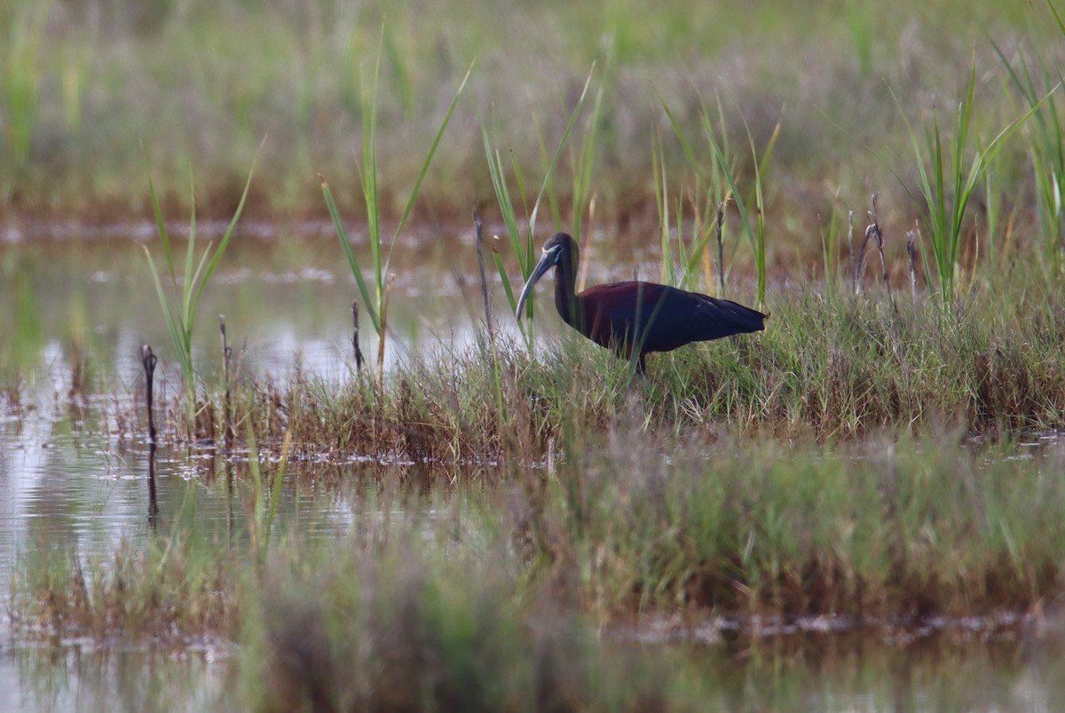 Glossy Ibis - Russell Hillsley