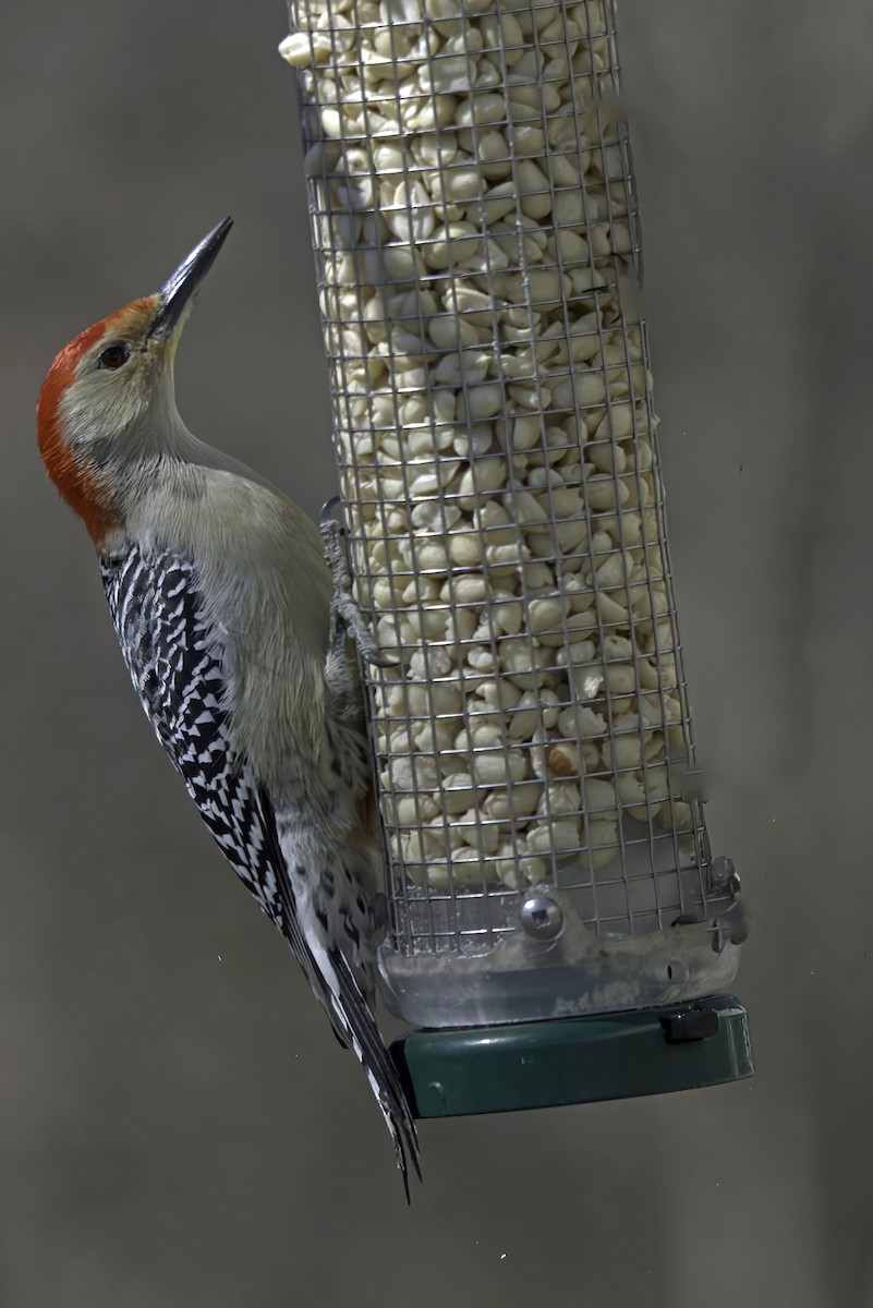 Red-bellied Woodpecker - Jim Tonkinson