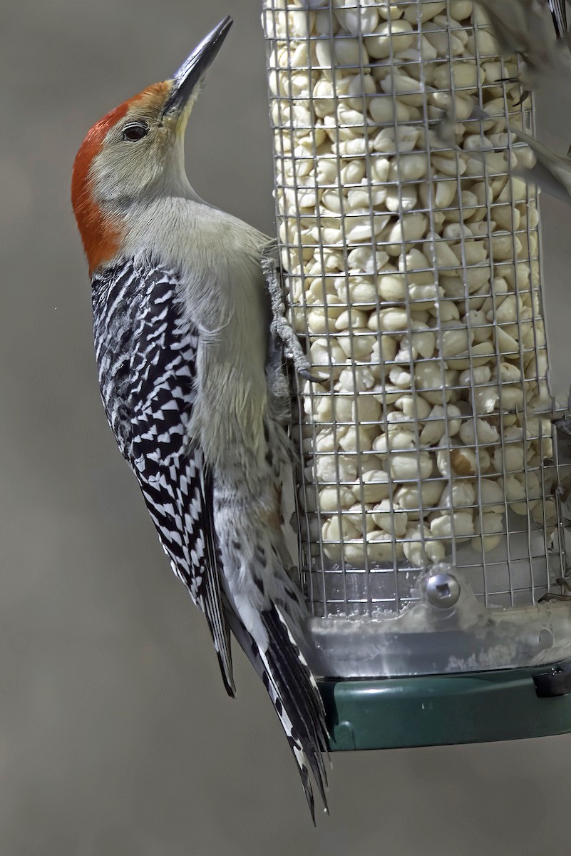 Red-bellied Woodpecker - Jim Tonkinson