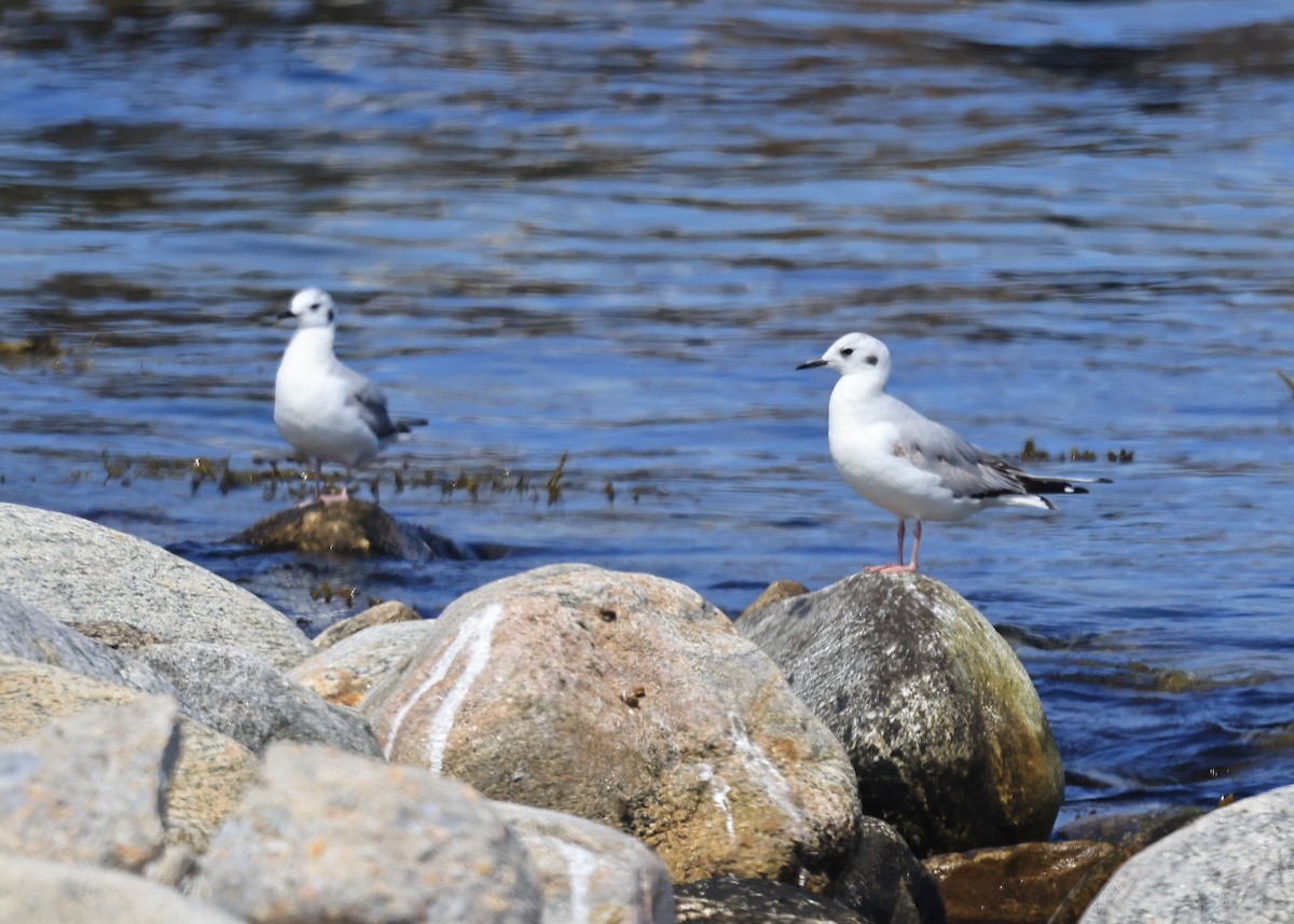 Bonaparte's Gull - Betsy Staples