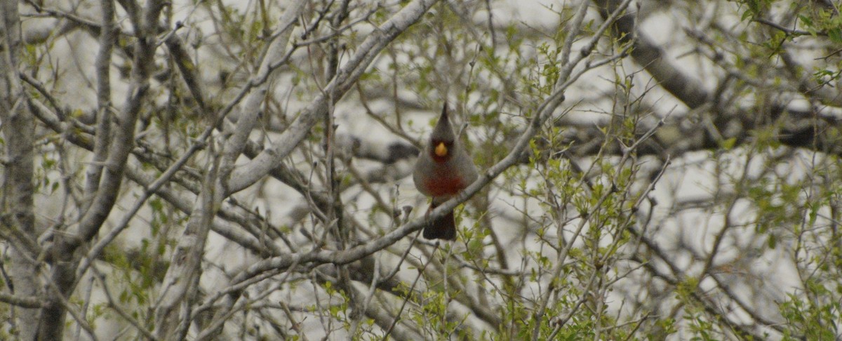 Pyrrhuloxia - Ailes and Dodson