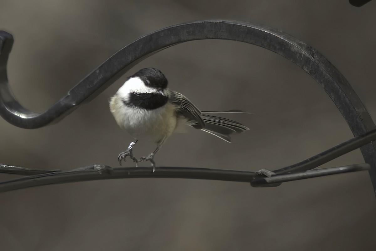 Black-capped Chickadee - Jim Tonkinson