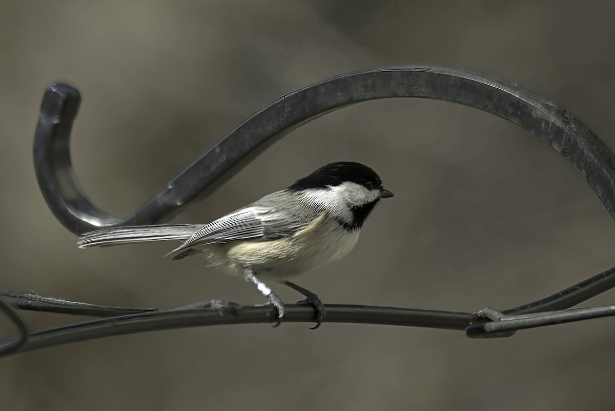 Black-capped Chickadee - Jim Tonkinson