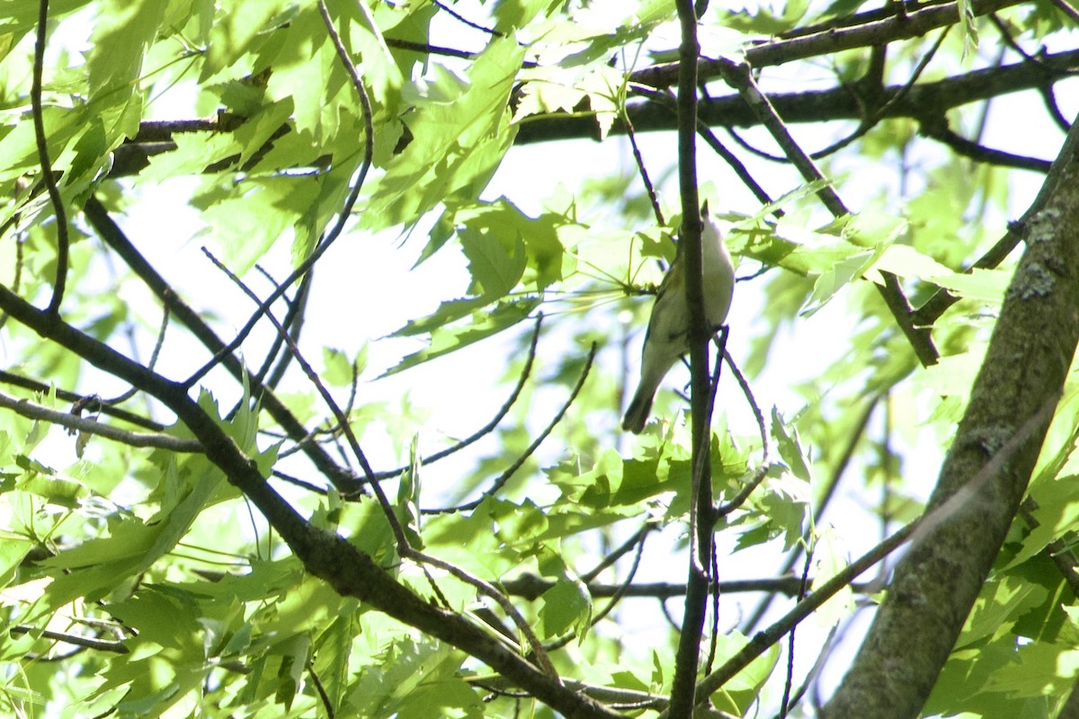 solitary vireo sp. - ML619550781