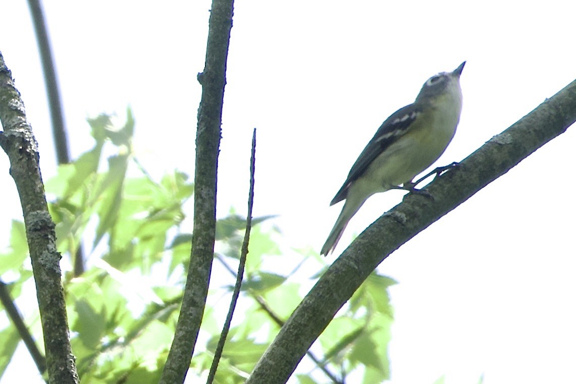 solitary vireo sp. - ML619550782