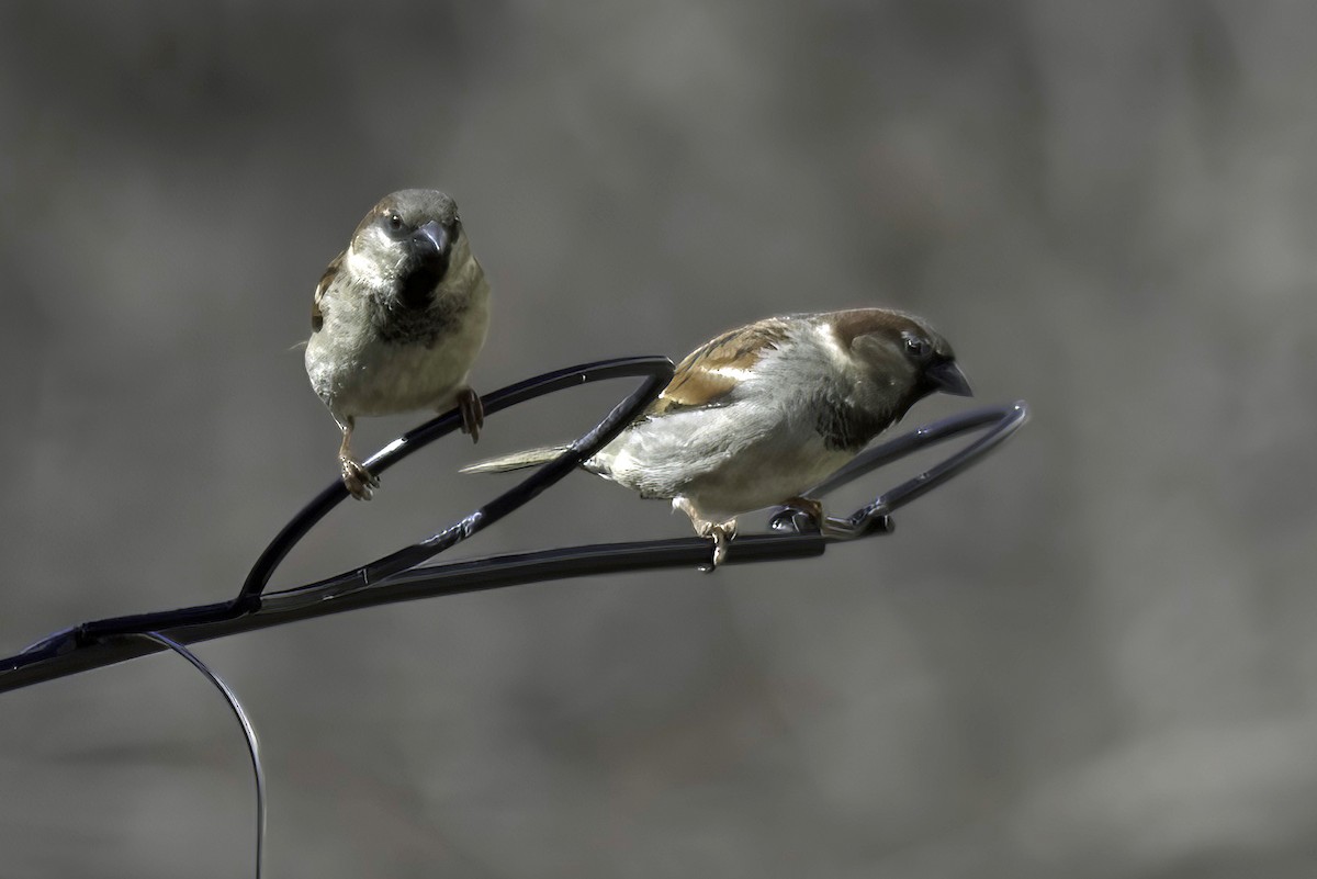 House Sparrow - Jim Tonkinson