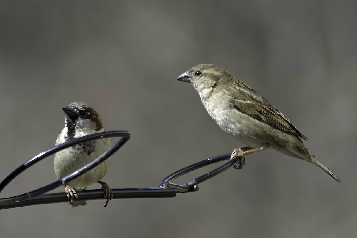 House Sparrow - Jim Tonkinson