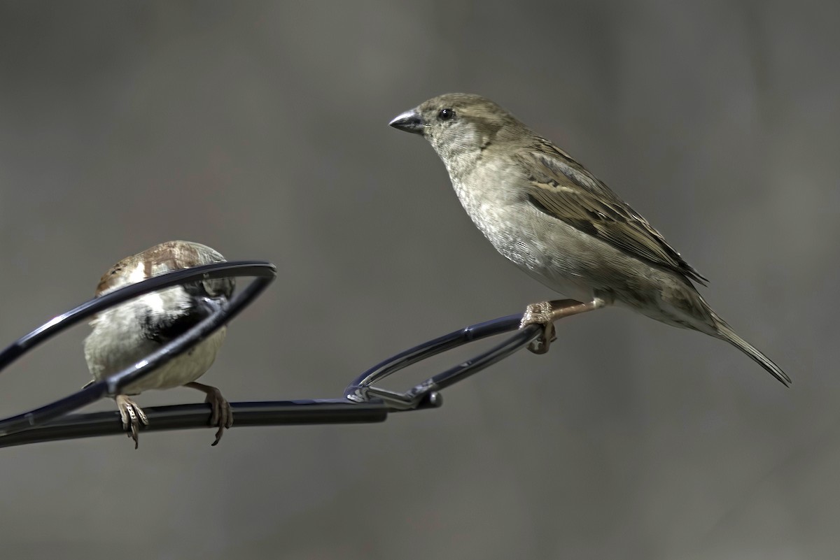 House Sparrow - Jim Tonkinson