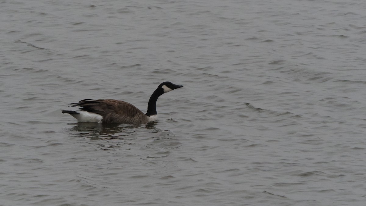 Canada Goose - Mike Grant