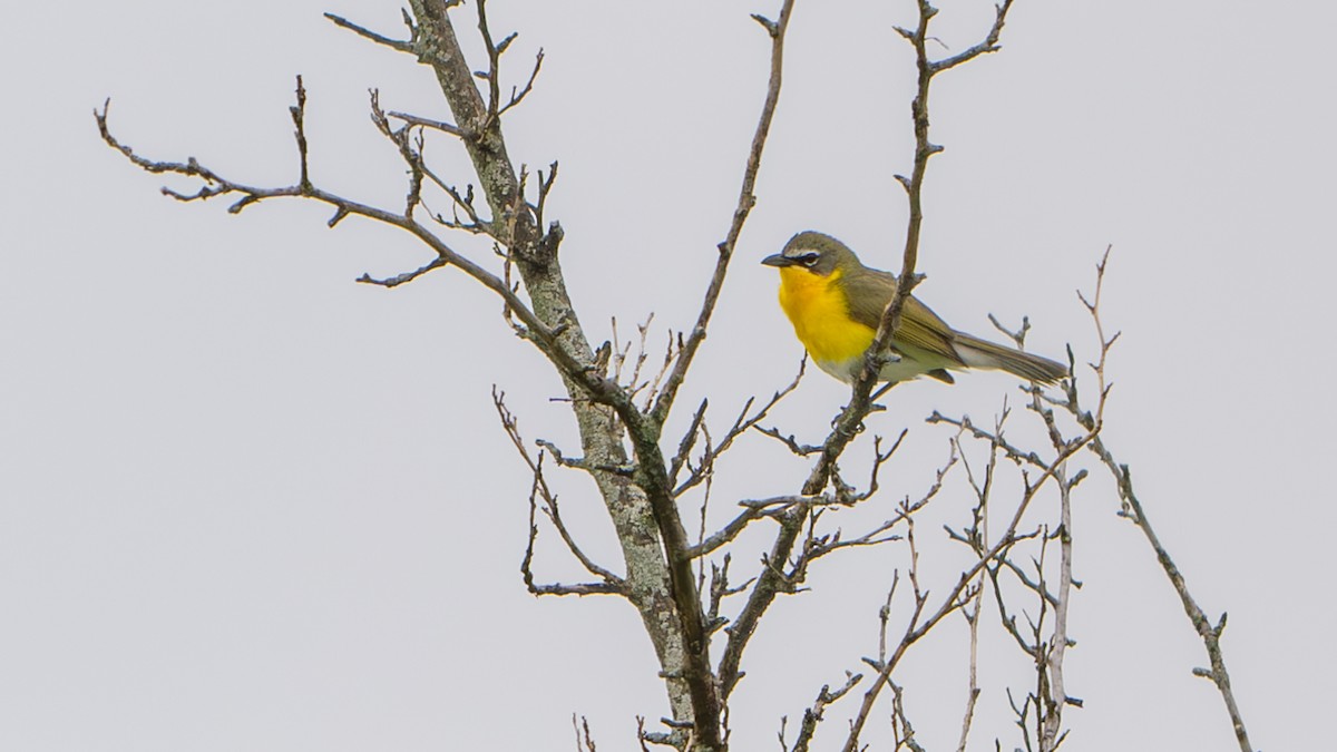 Yellow-breasted Chat - Paul Clifford