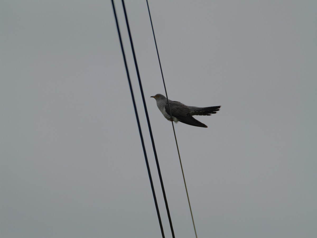 Common Cuckoo - としふみ しみず