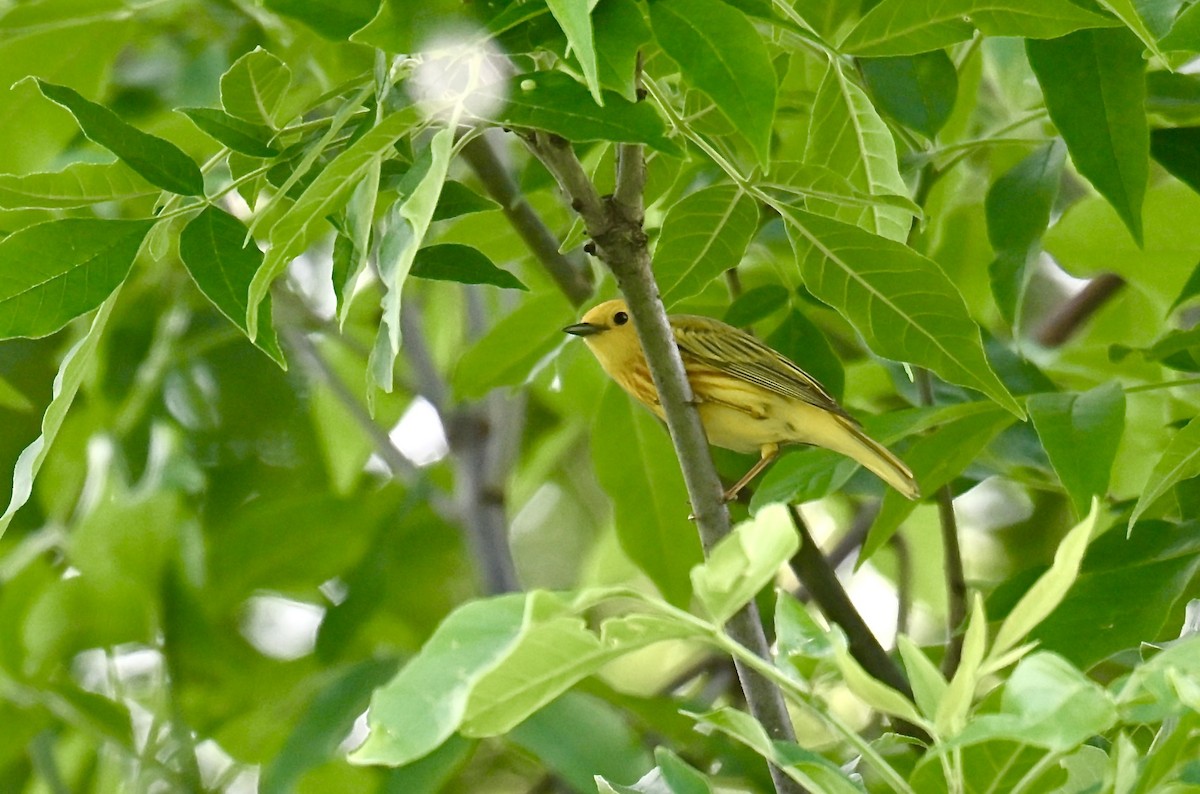 Yellow Warbler - Nui Moreland