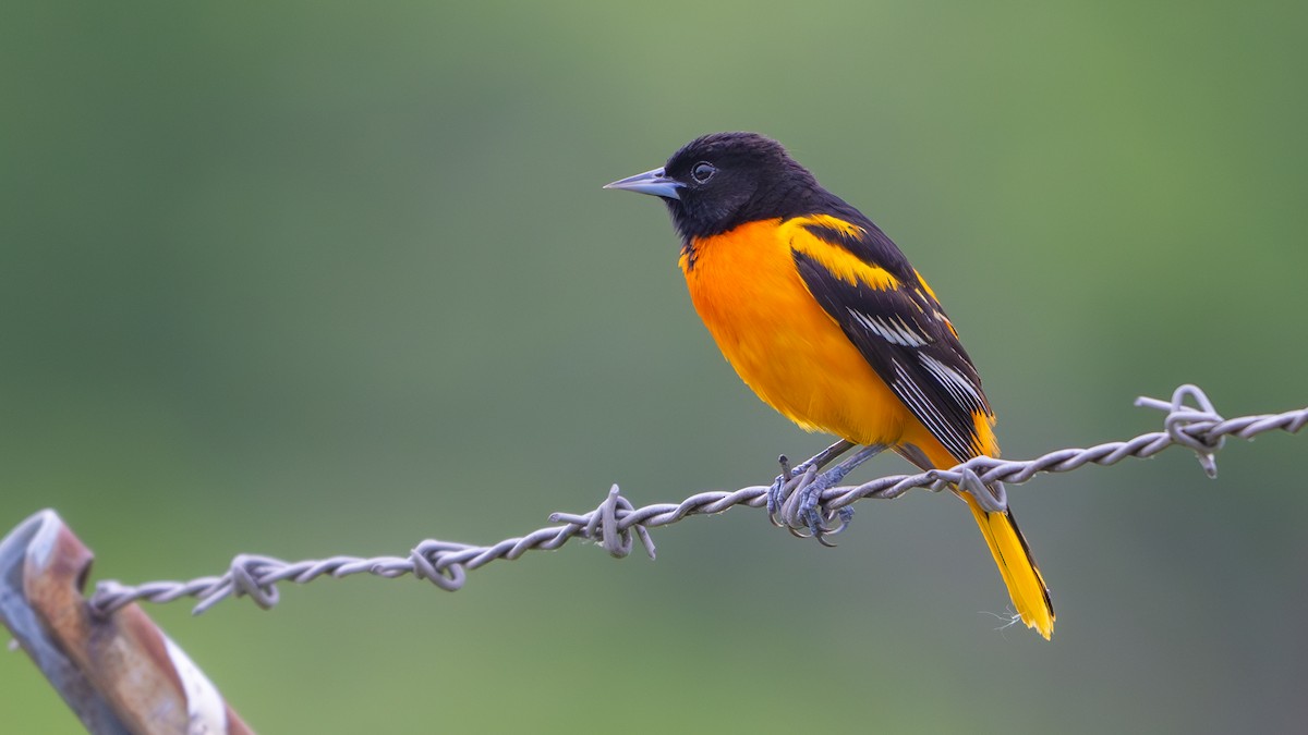 Baltimore Oriole - ML619550798