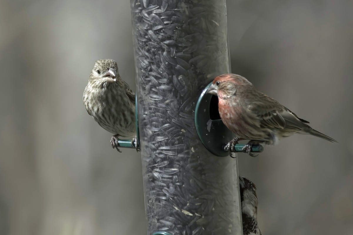 House Finch - Jim Tonkinson