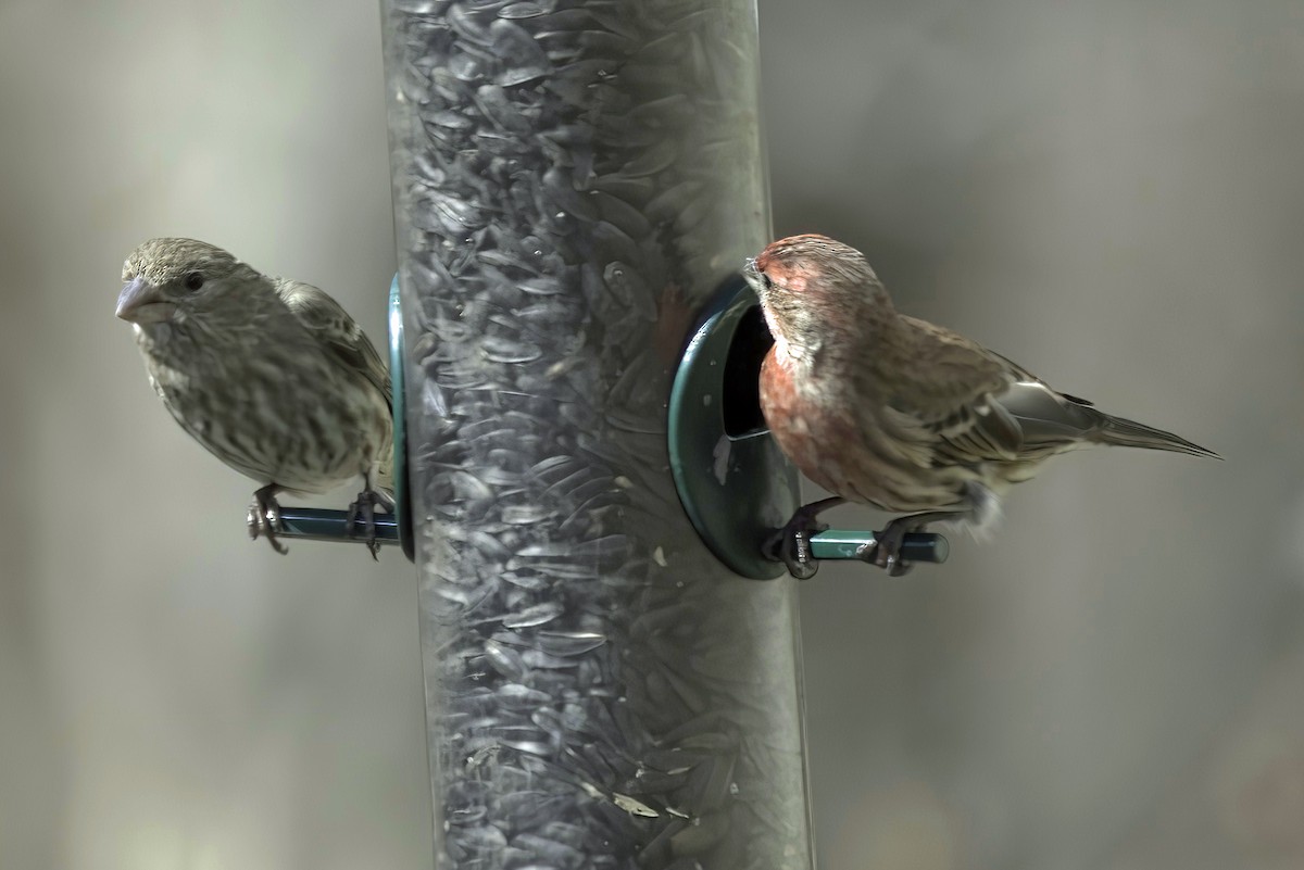 House Finch - Jim Tonkinson