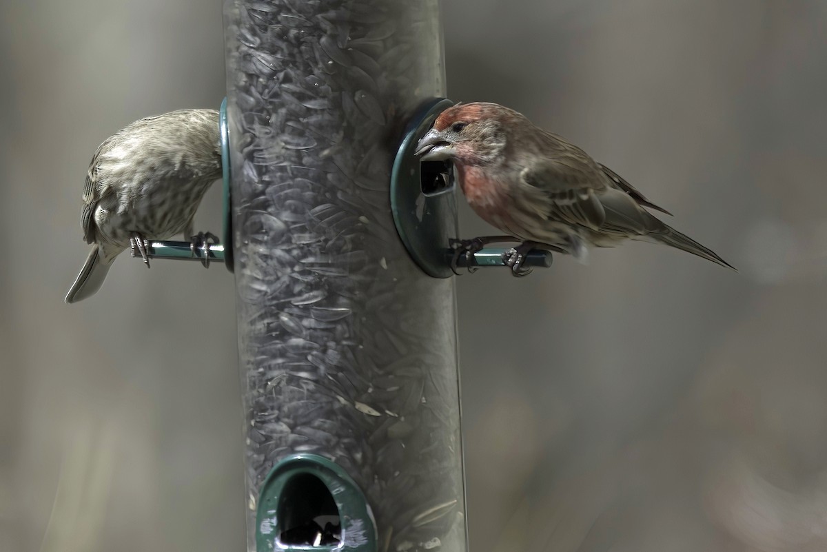 House Finch - Jim Tonkinson