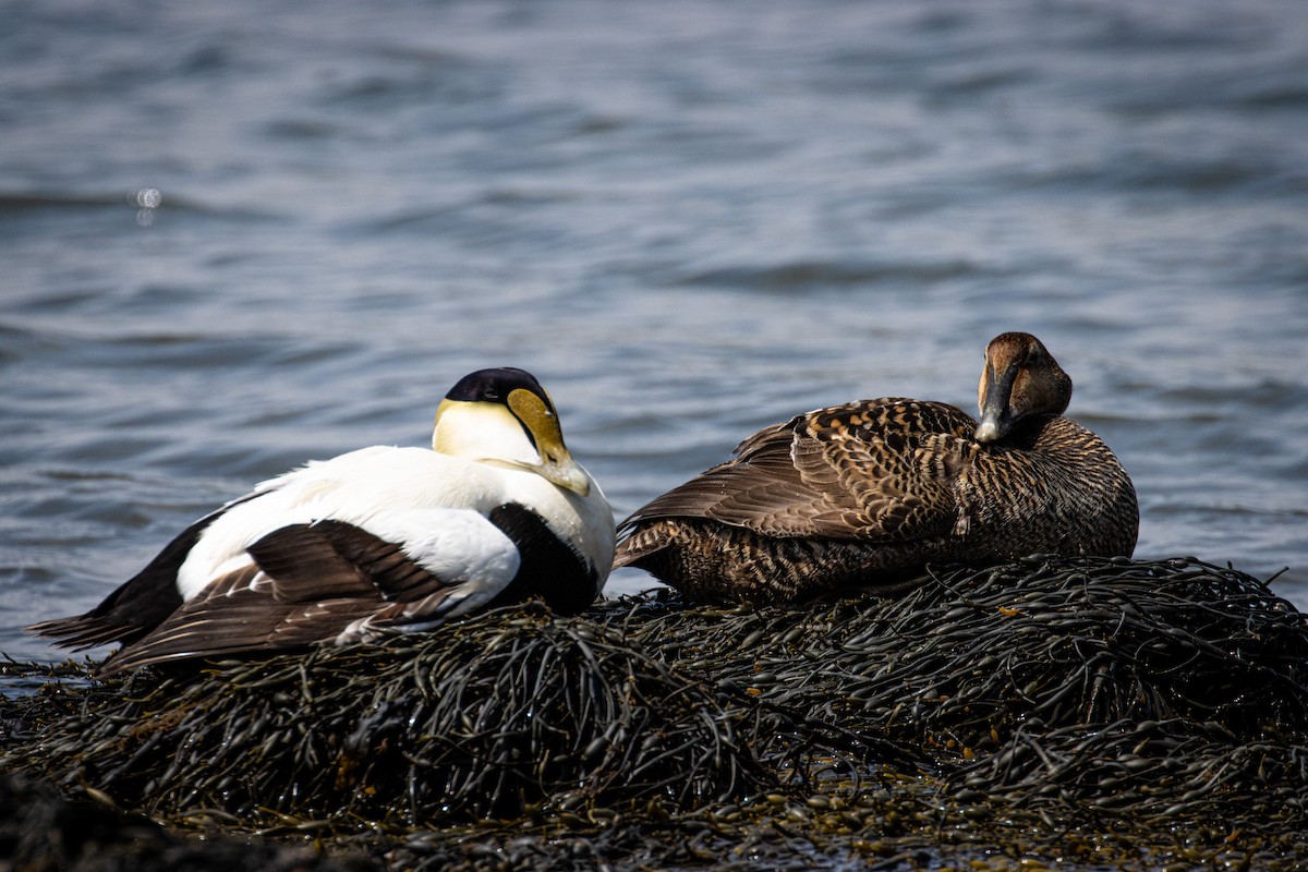 Common Eider - Tristan Ness