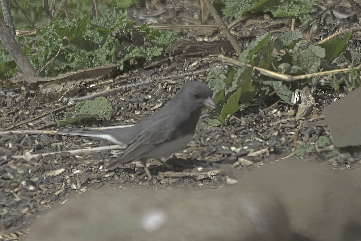 Dark-eyed Junco - Jim Tonkinson