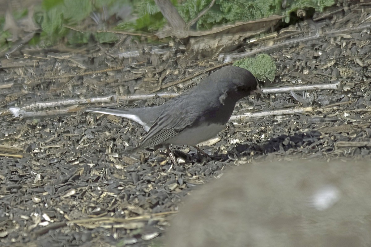 Dark-eyed Junco - Jim Tonkinson