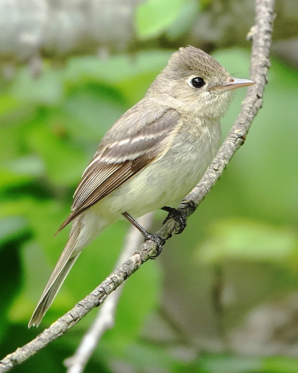 Western Flycatcher (Pacific-slope) - Gary Martindale