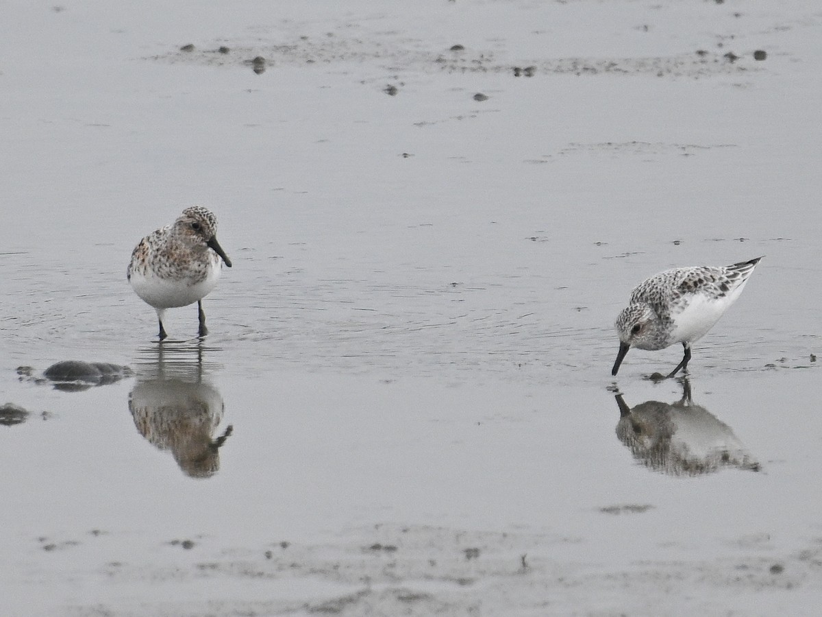 Sanderling - George Chiu