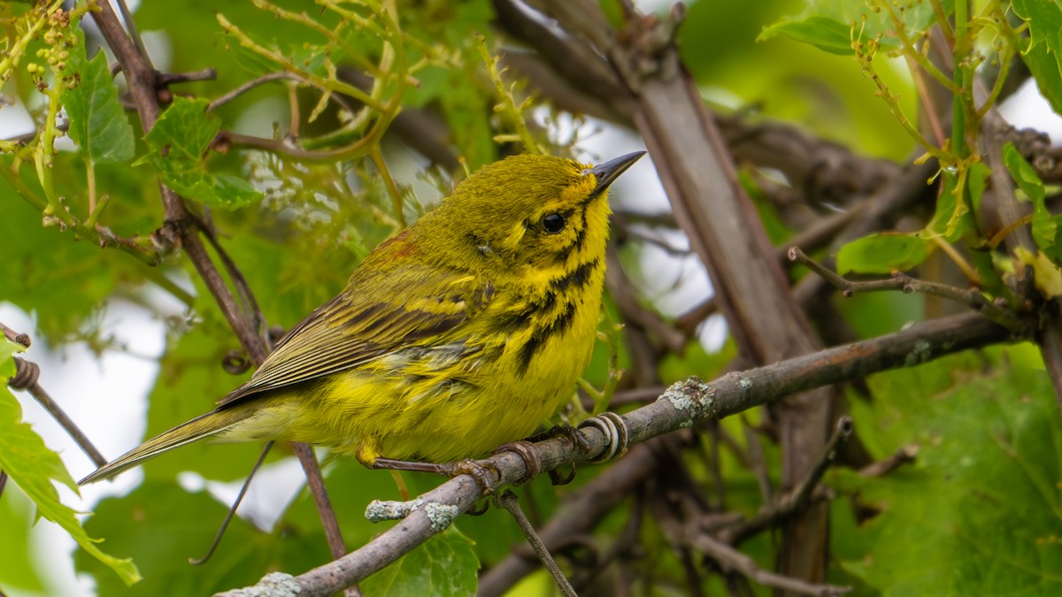 Prairie Warbler - Paul Clifford