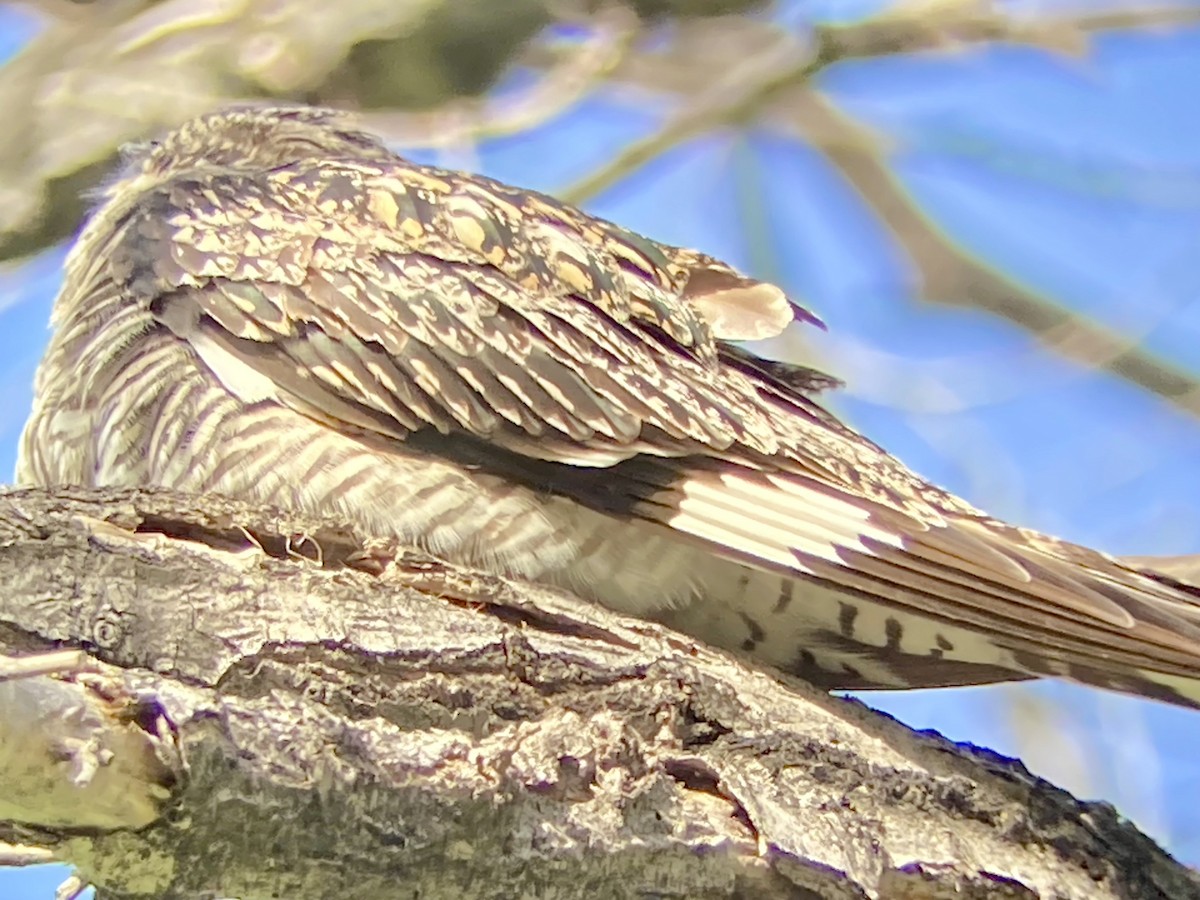 Common Nighthawk - Marcus Roening