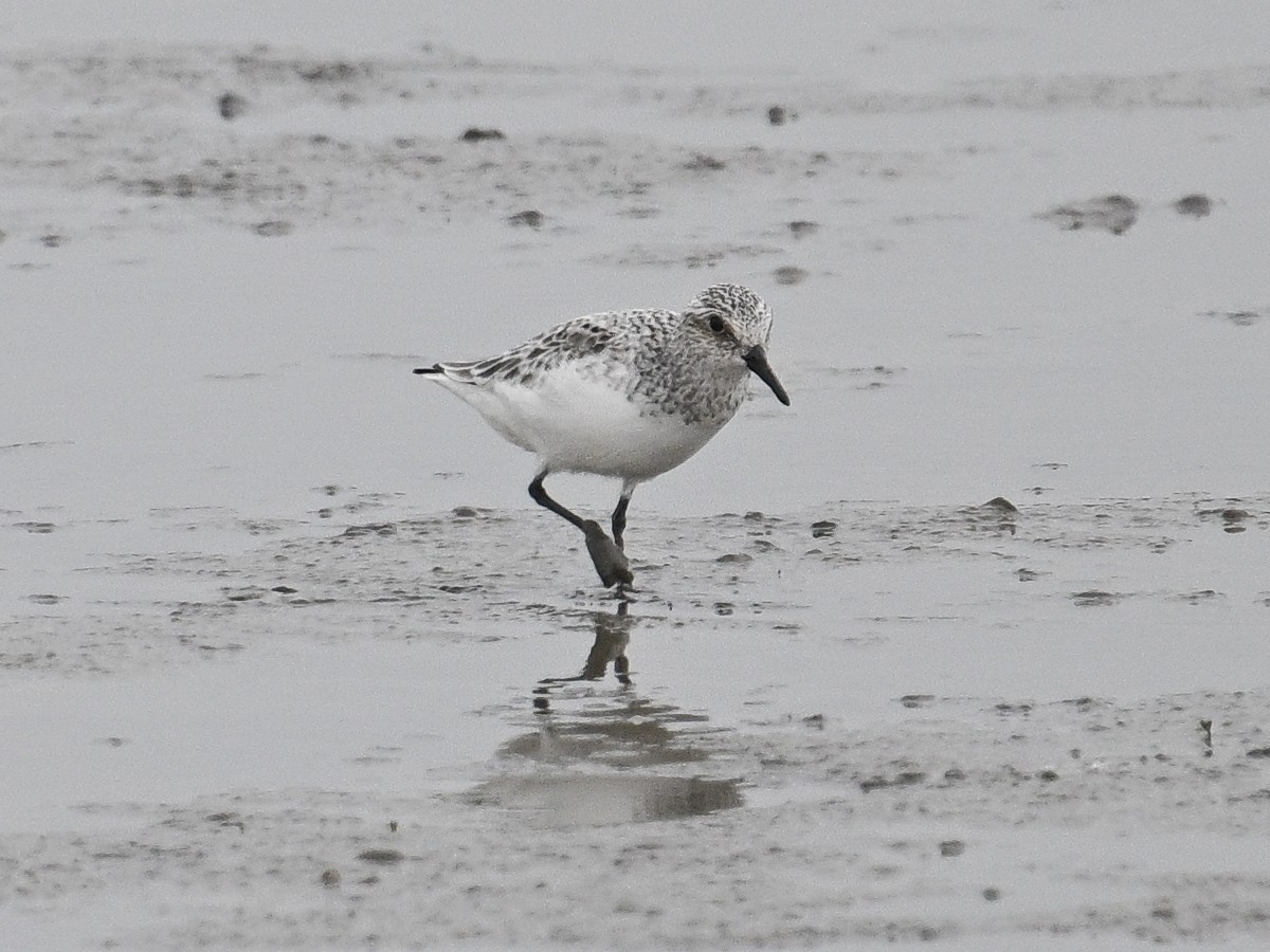 三趾濱鷸 - ML619550828
